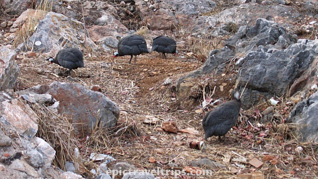 Guinea Fowl birds eat the insects and seeds in the ground