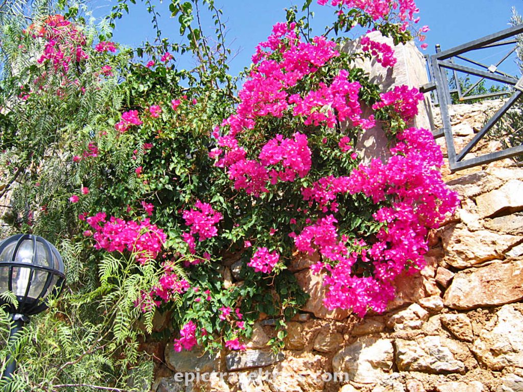 Flowers on Seyir Terasi in Alanya