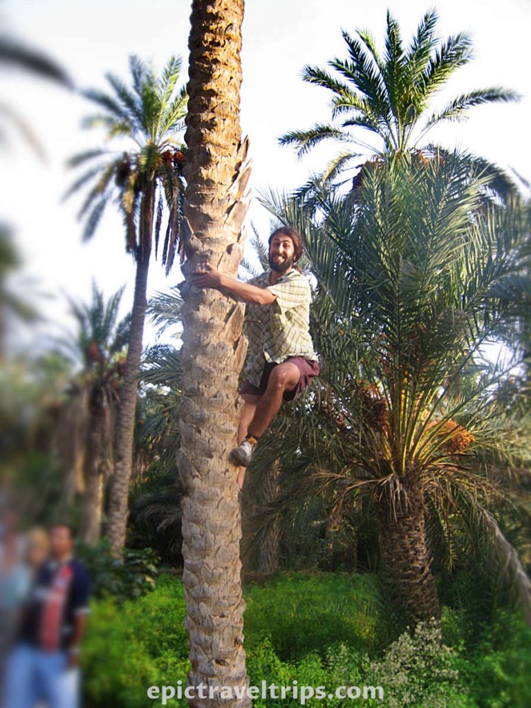 Man climbing palm tree in Nefta oasis, Tunisia.