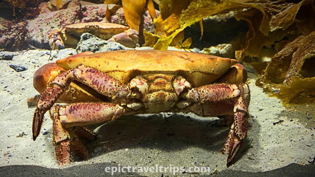 Atlantic Sea Park (Atlanterhavsparken Aquarium) in Ålesund, west Norway. The big crab stareing on the photo.