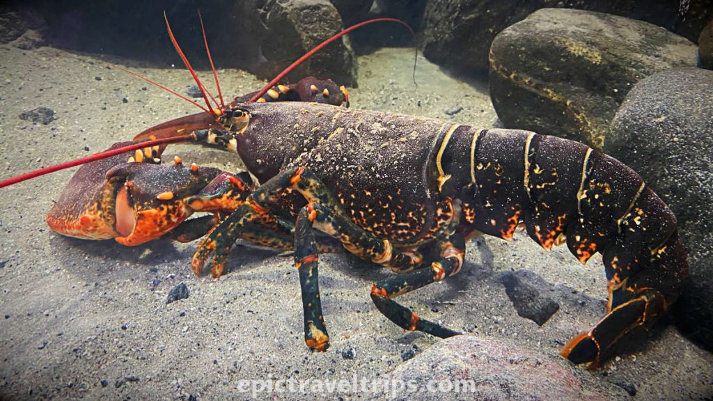 Atlantic Sea Park (Atlanterhavsparken Aquarium) in Ålesund, west Norway. Big lobster on the photo.