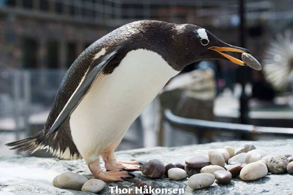 Bergen aquarium (penguin) in Norway.