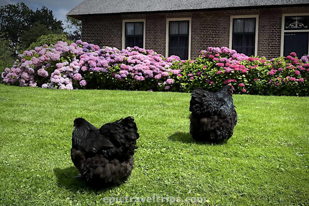 Two hens in the garden at Giethoorn Village in The Netherlands