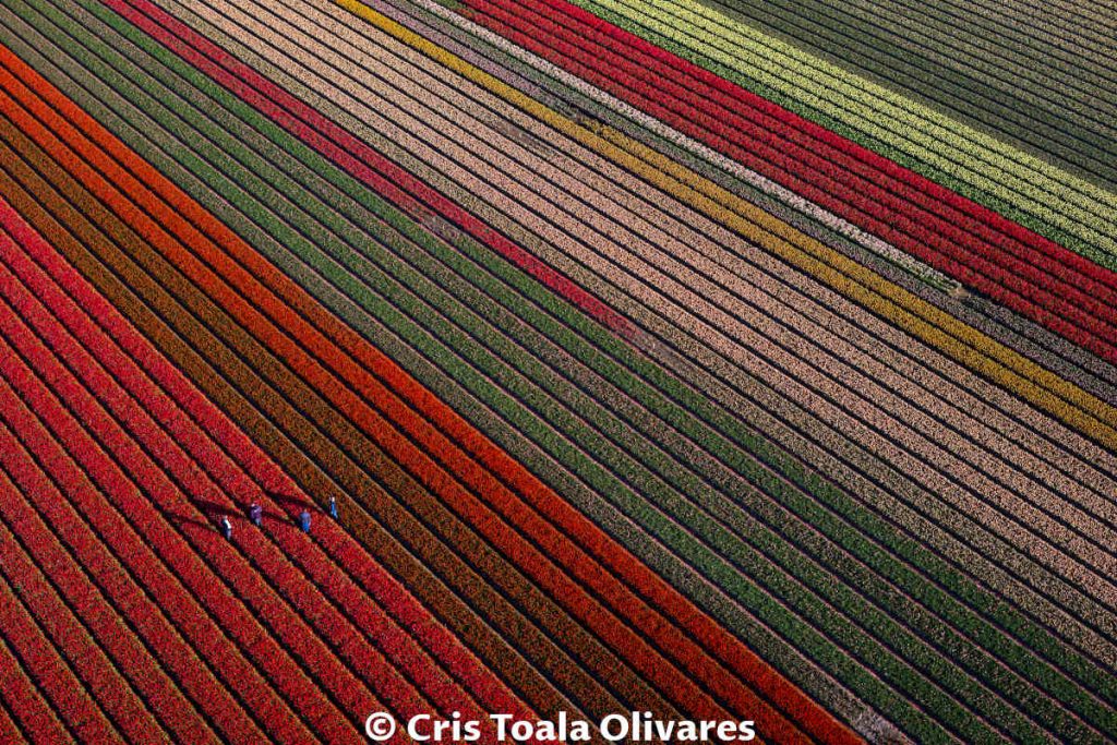 Aerial view over the colorful tulip field at Keukenhof near Amsterdam in The Netherlands.